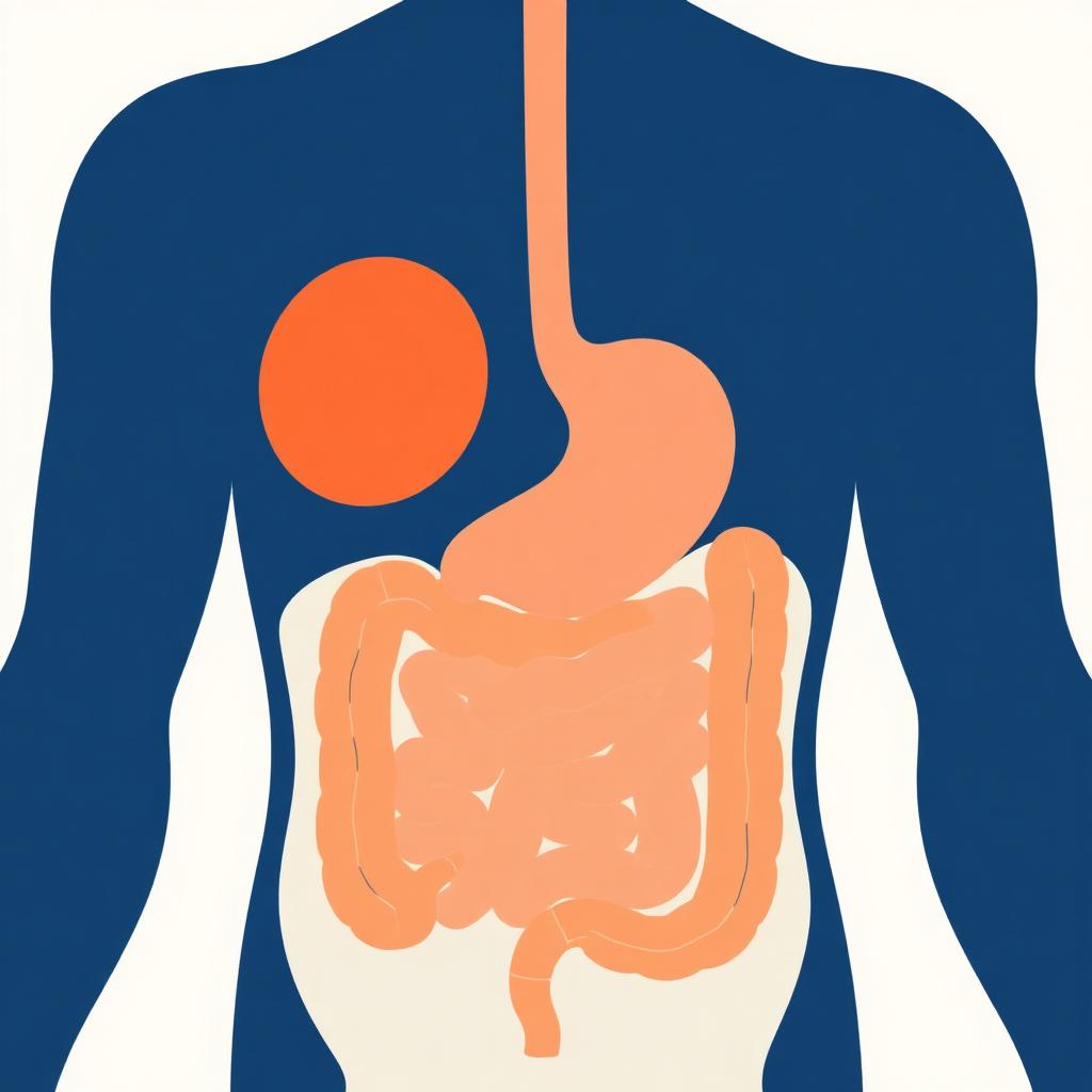 Ilustração didática do sistema digestivo